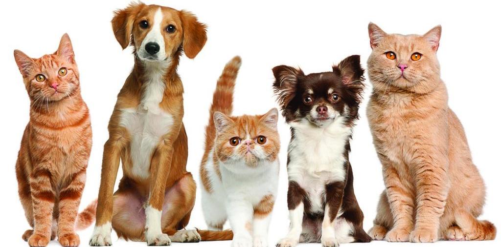 Доска объявлений о животных | ЗооТом - продажа, вязка и услуги для животных в Отрадном
