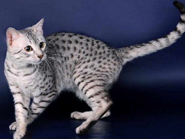 Породы кошек в Отрадном | ЗооТом портал о животных
