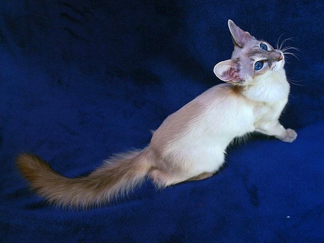 Выведенные породы кошек в Отрадном | ЗооТом портал о животных