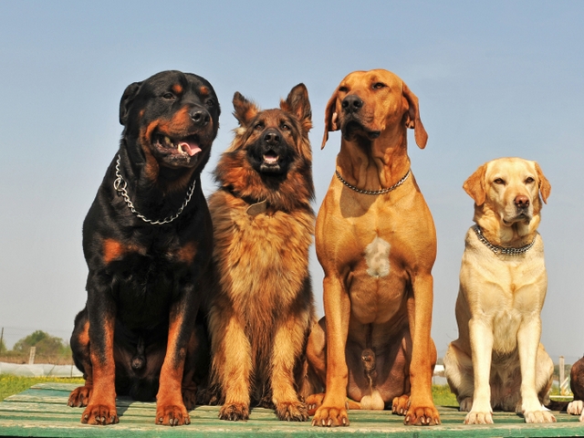 Крупные породы собак в Отрадном | ЗооТом портал о животных